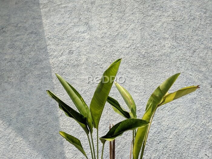 Papier peint  Tropical leaf, green nature on wall background. Strelitzia retinae foliage, Bird of paradise foliage.
