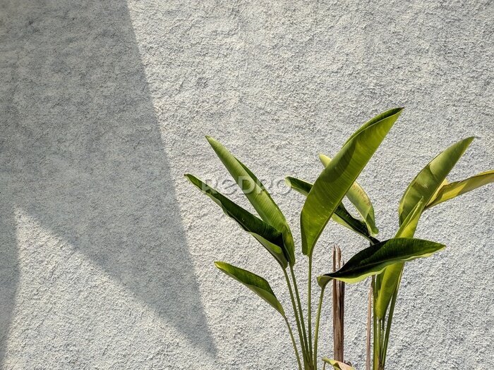 Papier peint  Tropical leaf, green nature on wall background. Strelitzia retinae foliage, Bird of paradise foliage.