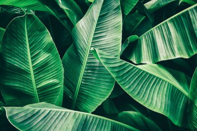 Tropical leaf, lush green banana foliage in rainforest, nature background