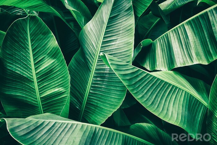 Papier peint  Tropical leaf, lush green banana foliage in rainforest, nature background