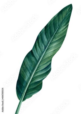 Papier peint  Tropical leaf of Strelitzia palm tree on isolated white background, watercolor illustration