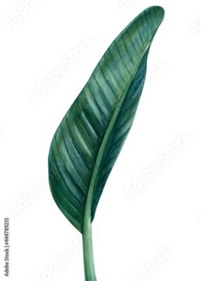 Papier peint  Tropical leaf of Strelitzia palm tree on isolated white background, watercolor illustration
