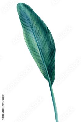 Papier peint  Tropical leaf of Strelitzia palm tree on isolated white background, watercolor illustration