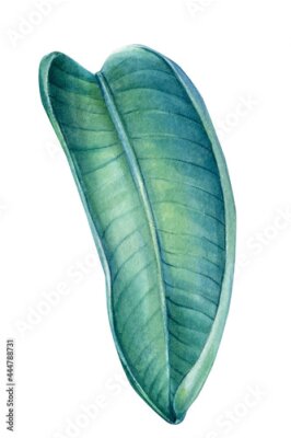 Papier peint  Tropical leaf of Strelitzia palm tree on isolated white background, watercolor illustration