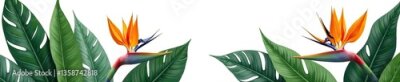 Papier peint  Tropical leaves and strelitzia flowers arrangement on white background,  tropical flowers,  green