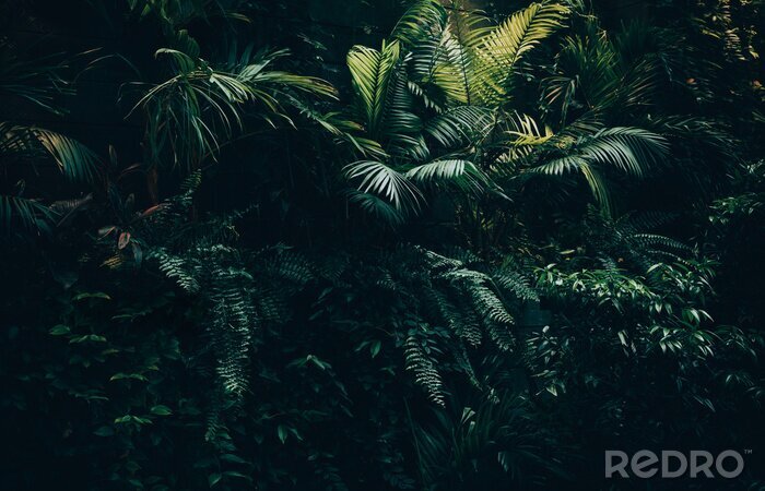Papier peint  Tropical leaves background,jungle leaf garden