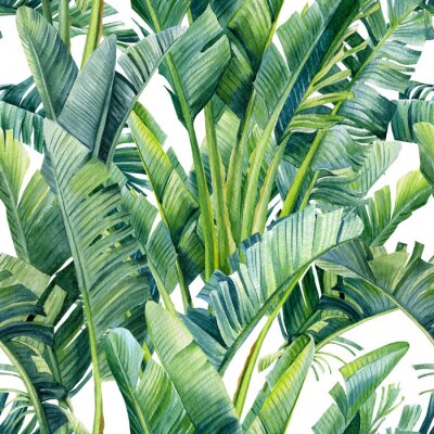 Papier peint  Tropical leaves of banana palm, strelitzia on an isolated background. Watercolor illustration, seamless pattern
