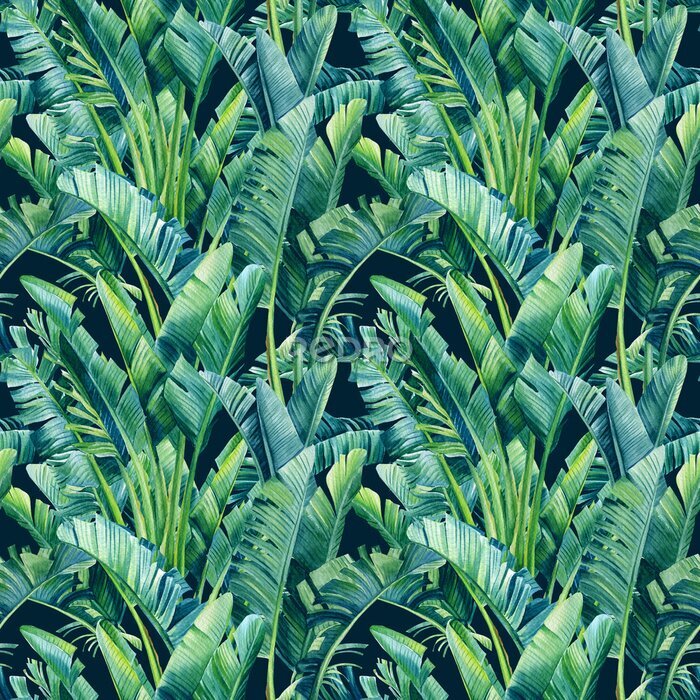 Papier peint  Tropical leaves of banana palm, strelitzia on an isolated background. Watercolor illustration, seamless pattern