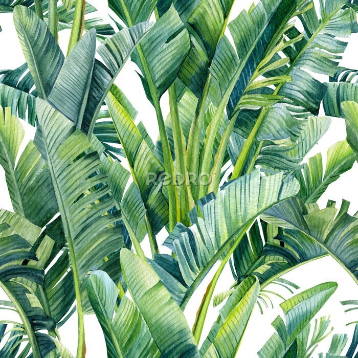 Papier peint  Tropical leaves of banana palm, strelitzia on an isolated background. Watercolor illustration, seamless pattern