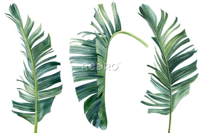 Papier peint  Tropical leaves of palm trees on a white background. Watercolor illustration jungle design, set of plants