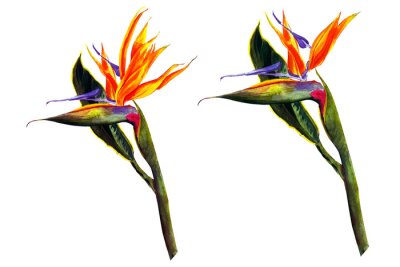 Papier peint  tropical of Strelitzia Reginae, tropical flowers and leaves. isolated on white.