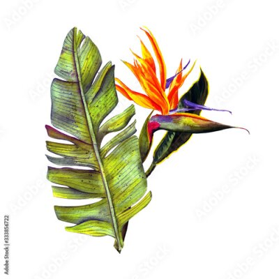 Papier peint  tropical of Strelitzia Reginae, tropical flowers and leaves. isolated on white.