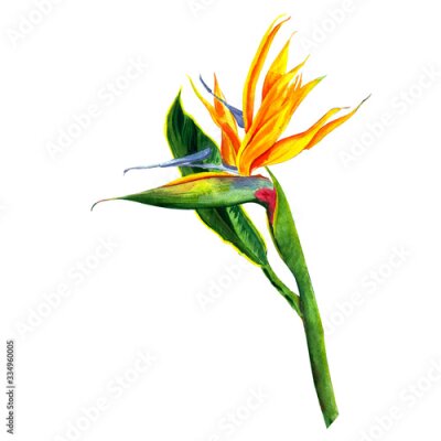 Papier peint  tropical of Strelitzia Reginae, tropical flowers and leaves. isolated on white.