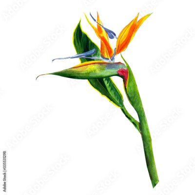 Papier peint  tropical of Strelitzia Reginae, tropical flowers and leaves. isolated on white.