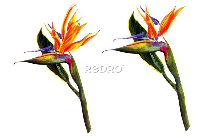 Papier peint  tropical of Strelitzia Reginae, tropical flowers and leaves. isolated on white.
