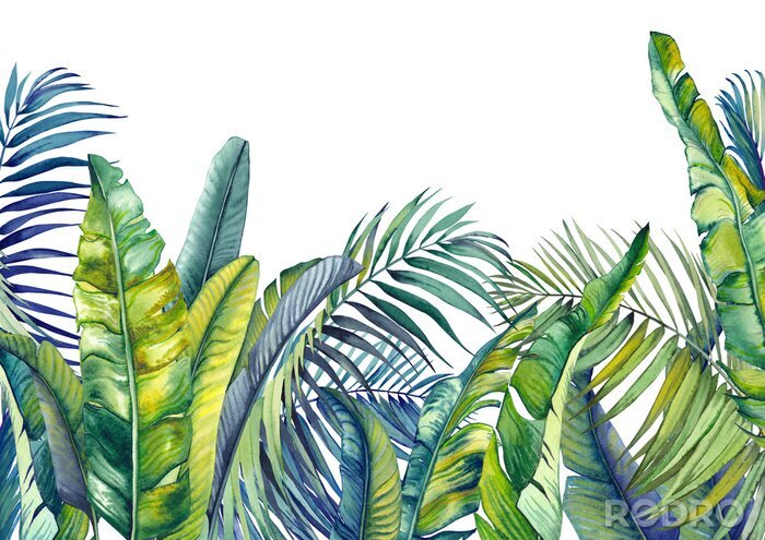 Papier peint  Tropical palm and banana leaves. Jungle wallpaper. Isolated watercolor background.