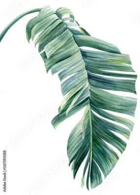 Papier peint  Tropical palm leaf on a white background. Watercolor botanical illustration, summer clipart. Strelitzia leaf 