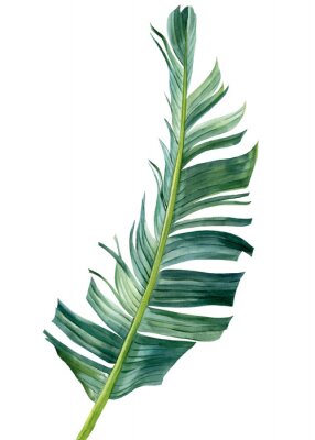 Papier peint  Tropical palm leaf on a white background. Watercolor botanical illustration, summer clipart. Strelitzia leaf 