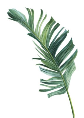 Papier peint  Tropical palm leaf on a white background. Watercolor botanical illustration, summer clipart. Strelitzia leaf 