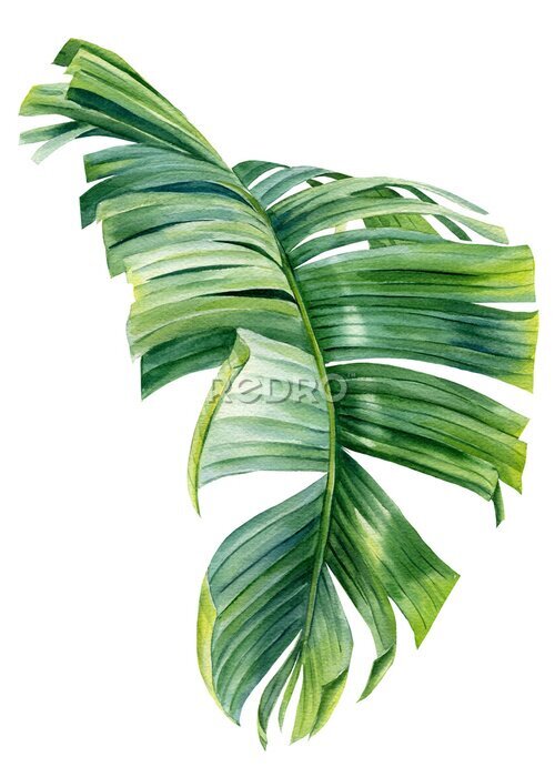 Papier peint  Tropical palm leaf on a white background. Watercolor botanical illustration, summer clipart. Strelitzia leaf 