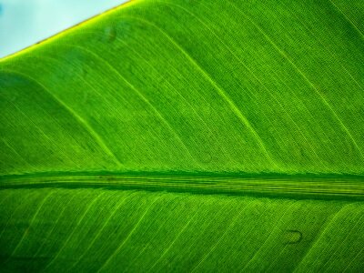 Papier peint  Tropical palm leaf strelitzia plant close up macro textured background