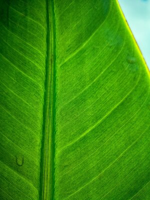 Papier peint  Tropical palm leaf strelitzia plant close up macro textured background