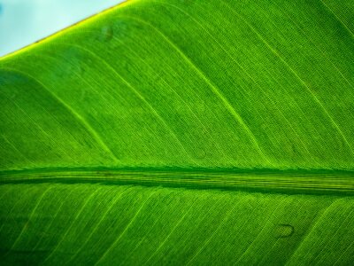 Papier peint  Tropical palm leaf strelitzia plant close up macro textured background