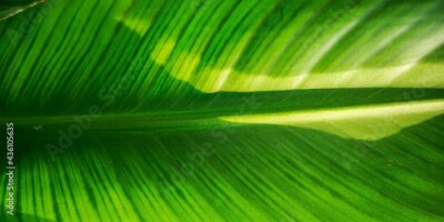 Papier peint  Tropical palm leaf strelitzia plant close up macro textured background