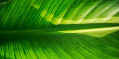 Papier peint  Tropical palm leaf strelitzia plant close up macro textured background