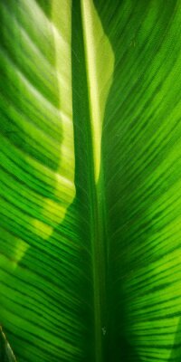 Papier peint  Tropical palm leaf strelitzia plant close up macro textured background