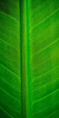 Papier peint  Tropical palm leaf strelitzia plant close up macro textured background