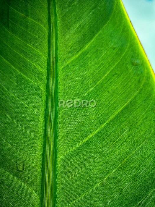 Papier peint  Tropical palm leaf strelitzia plant close up macro textured background