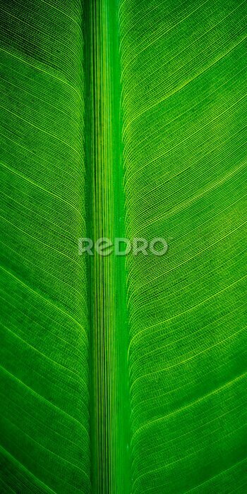 Papier peint  Tropical palm leaf strelitzia plant close up macro textured background