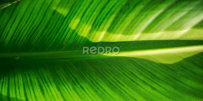 Papier peint  Tropical palm leaf strelitzia plant close up macro textured background
