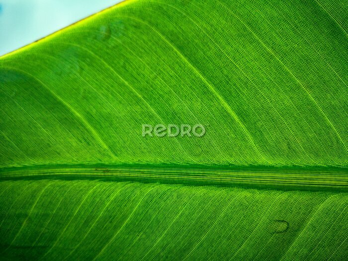 Papier peint  Tropical palm leaf strelitzia plant close up macro textured background