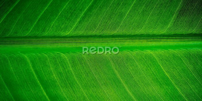 Papier peint  Tropical palm leaf strelitzia plant close up macro textured background