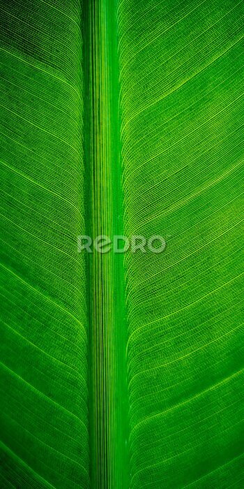 Papier peint  Tropical palm leaf strelitzia plant close up macro textured background