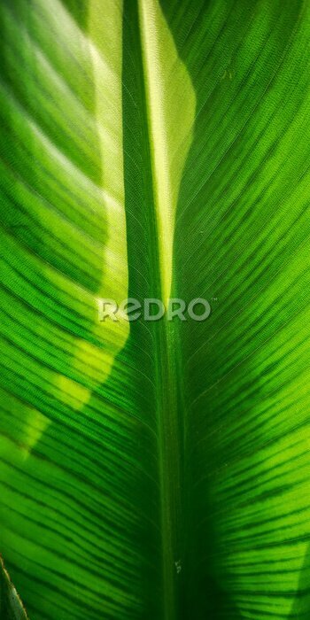 Papier peint  Tropical palm leaf strelitzia plant close up macro textured background