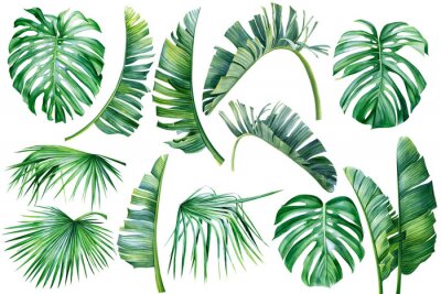 Papier peint  Tropical palm leaves, banana palm, monstera, strelitzia on isolated white background, watercolor botanical illustration