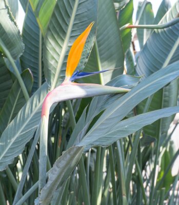 Papier peint  tropical plant, green, growing in greenhouse, rare flower strelitzia royal or bird of paradise, wonderful flower.