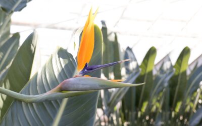Papier peint  tropical plant, green, growing in greenhouse, rare flower strelitzia royal or bird of paradise, wonderful flower