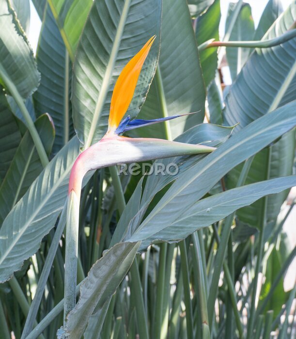Papier peint  tropical plant, green, growing in greenhouse, rare flower strelitzia royal or bird of paradise, wonderful flower.