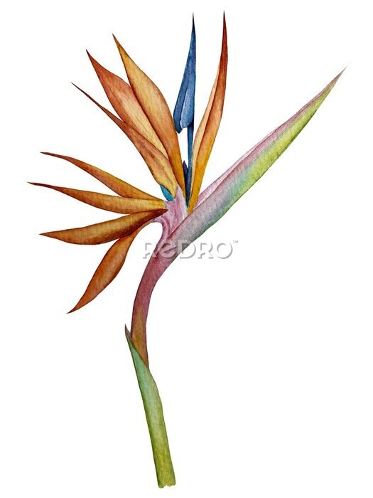 Papier peint  Tropical plant strelitzia flower watercolor illustration