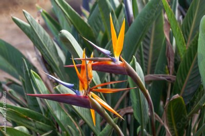 Papier peint  Tropical plant Strelitzia reginae commonly called Bird of paradise or Crane flower is floral symbol of Tenerife, Canary Islands, Spain.