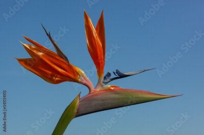 Papier peint  Tropical plant Strelitzia reginae commonly called Bird of paradise or Crane flower is floral symbol of Tenerife, Canary Islands, Spain.
