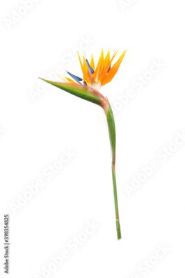 Papier peint  tropical plant strelitzia with colors