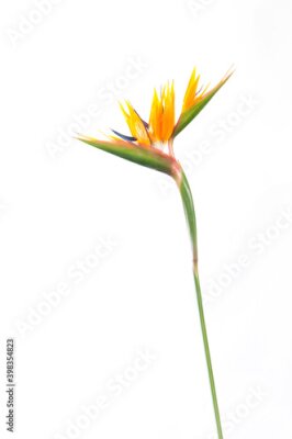 Papier peint  tropical plant strelitzia with colors