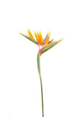 Papier peint  tropical plant strelitzia with colors