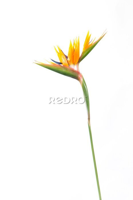 Papier peint  tropical plant strelitzia with colors