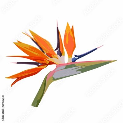 Papier peint  Tropical plant Strelitzia with flowers, painting on white background.